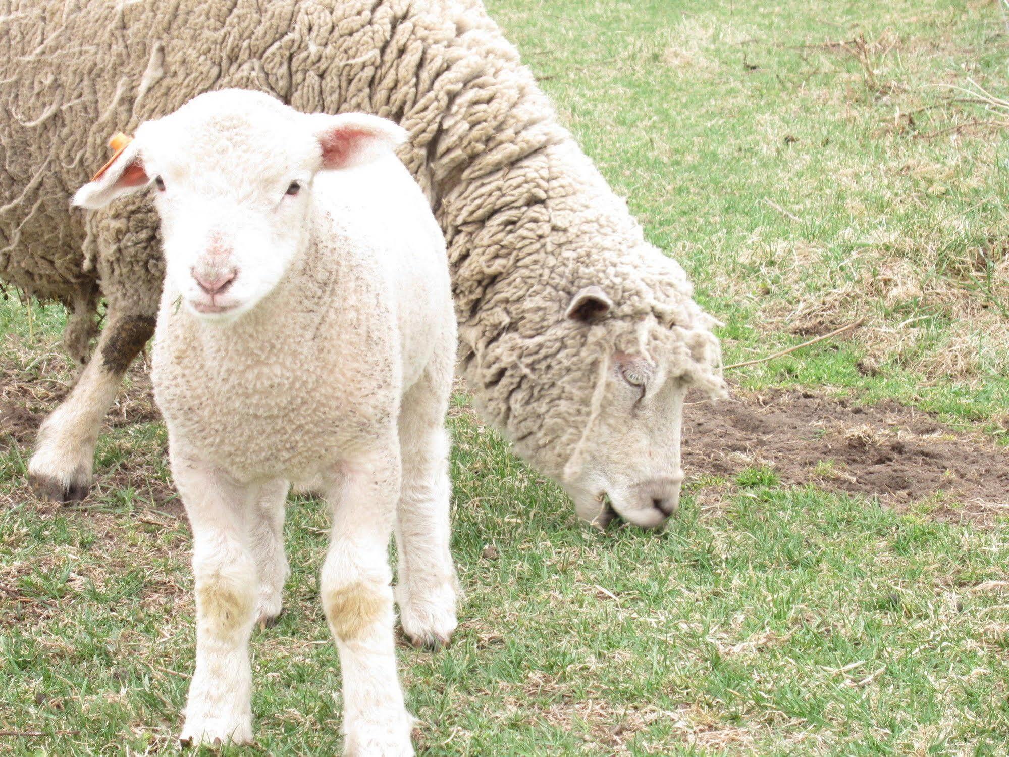 Вилла Yorkshire Farm Shintoku Экстерьер фото